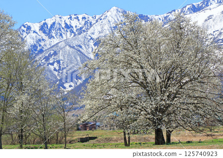 Hakuba Spring Kobusi of Forty-nine Temple 125740923