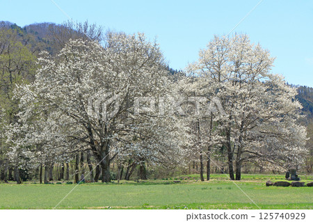 Hakuba Spring Kobusi of Forty-nine Temple 125740929