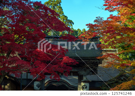 Koyasan: The approach and gate of Kongobu-ji Temple in autumn 125741246