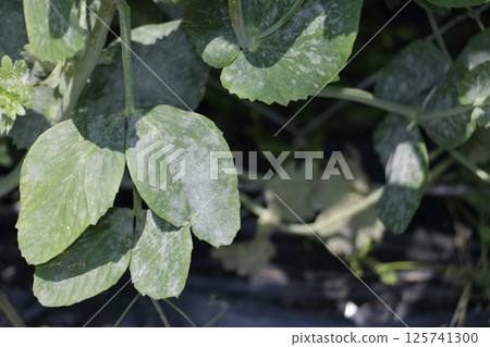 收穫初期甜豆上的白粉病 125741300