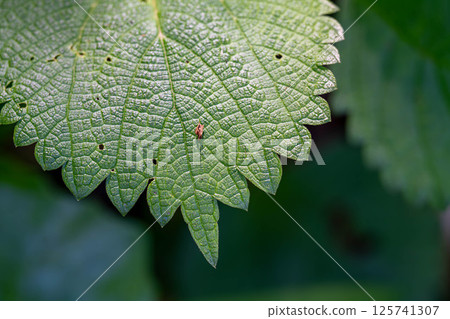 Sunlit leaves 125741307