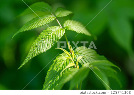 光落在新鮮的綠葉上 光落在新鮮的綠葉上 125741308