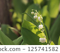 Lily of the valley flowers shining in the morning sun 125741582
