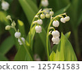 Lily of the valley flowers shining in the morning sun 125741583