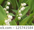White lily of the valley 125741584
