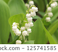 Lily of the valley is a pure flower 125741585