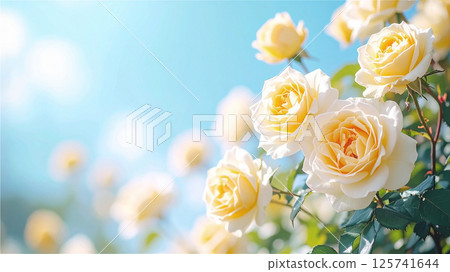 A landscape of pale yellow roses blooming against a pale blue sky 125741644