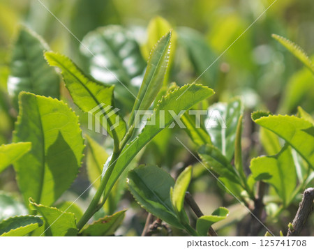 tea leaves in the morning sun 125741708