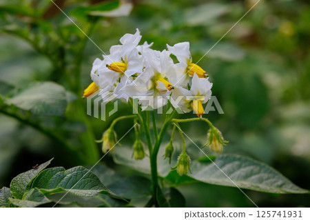 White, yellow potato flowers flourish amidst greenery in vibrant garden under lush garden setting White, yellow potato flowers flourish amidst greenery in vibrant garden under lush garden setting 125741931