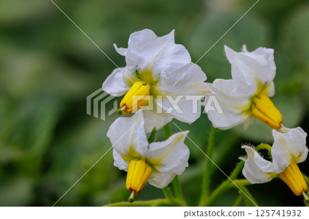 White potato flowers with yellow centers bloom vibrantly in green garden setting. White potato flowers with yellow centers bloom vibrantly in green garden setting. 125741932