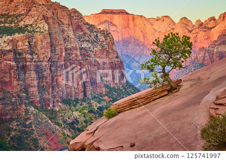 Zion National Park Sunset Lone Tree Resilience High Vantage View 125741997