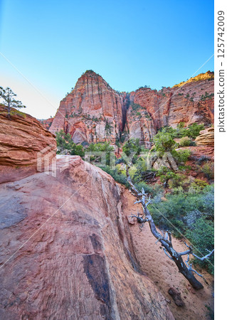 Zion Red Rock Cliffs with Hiking Trail and Fallen Tree Eye-Level View 125742009