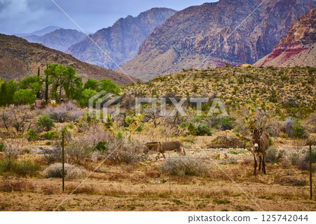 Donkeys in Desert Landscape Red Rock Canyon Eye-Level Perspective Donkeys in Desert Landscape Red Rock Canyon Eye-Level Perspective 125742044