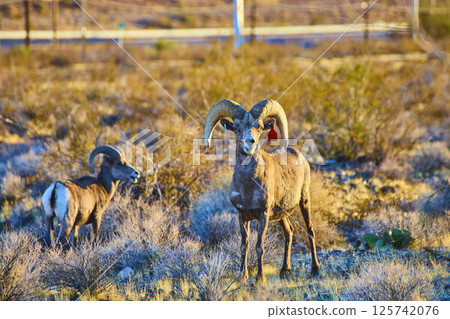 Bighorn Sheep in Desert Landscape at Golden Hour Eye-Level View 125742076