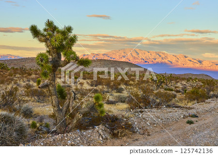 Joshua Tree and Mojave Desert at Sunset Eye-Level View Joshua Tree and Mojave Desert at Sunset Eye-Level View 125742136