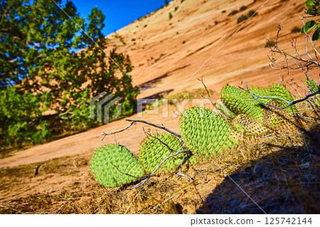 Prickly Pear Cacti and Sandstone at Zion Low Angle View 125742144