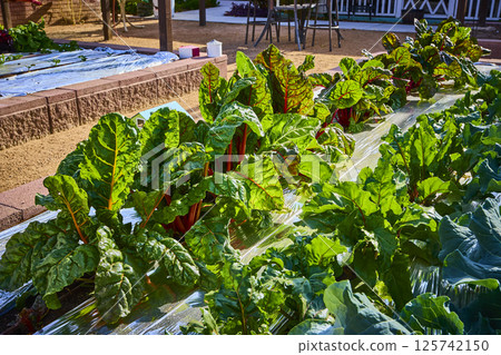 Vibrant Swiss Chard Close-Up in Lush Backyard Garden at Golden Hour Vibrant Swiss Chard Close-Up in Lush Backyard Garden at Golden Hour 125742150