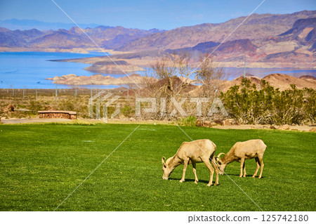 Bighorn Sheep Grazing in Desert Oasis Eye-Level View 125742180