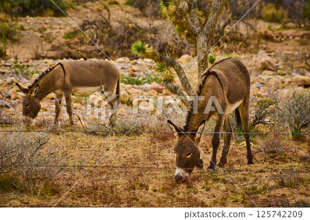 Donkeys Grazing in Desert with Joshua Tree at Eye-Level Donkeys Grazing in Desert with Joshua Tree at Eye-Level 125742209