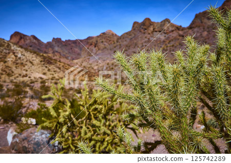 Cactus and Mountain Range in Desert Tranquility Eye-Level View Cactus and Mountain Range in Desert Tranquility Eye-Level View 125742289