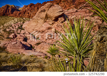 Yucca and Red Sandstone Formations at Eye Level in Red Rock Canyon 125742290