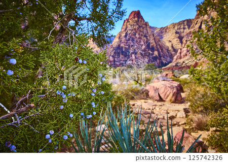 Juniper Bush and Red Rock Canyon Desert Scene Eye-Level Perspective Juniper Bush and Red Rock Canyon Desert Scene Eye-Level Perspective 125742326
