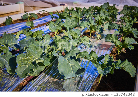 Urban Vegetable Garden with Broccoli Rows Eye Level in Las Vegas 125742348