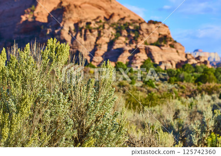 Sagebrush and Red Rock in Kolob Canyon at Eye Level 125742360