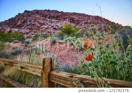 Desert Wildflowers and Red Rock Canyon in Morning Light Low Angle View 125742376