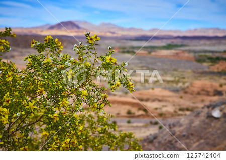 Desert Blooming Shrub in Nevada with Distant Mountains Eye Level Perspective 125742404