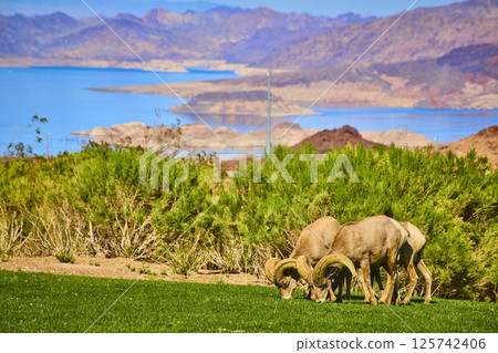 Bighorn Sheep Grazing Near Lake Mead Eye-Level Perspective 125742406