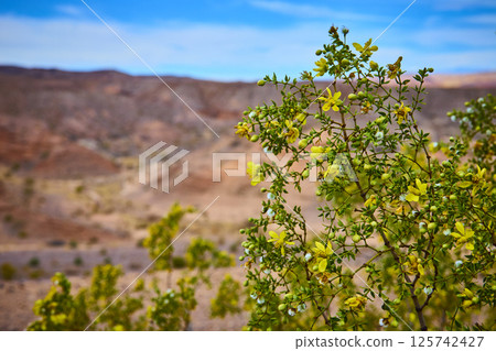 Desert Yellow Blooms in Arid Nevada Landscape Eye-Level View 125742427
