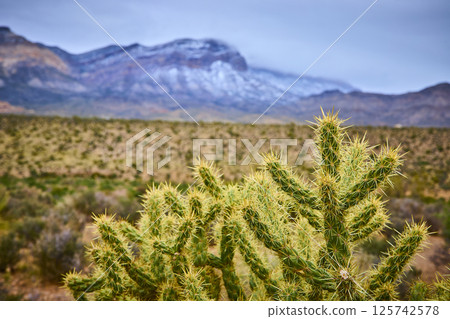 Cacti Cluster with Snowy Mountains Desert Scene Eye-Level View 125742578