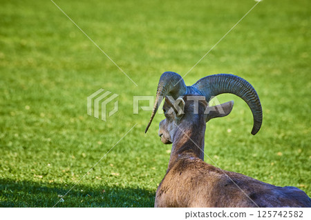 Bighorn Sheep Resting in Lush Greenery Eye-Level View Bighorn Sheep Resting in Lush Greenery Eye-Level View 125742582