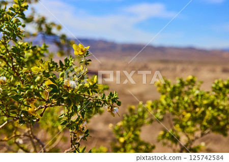 Creosote Bush Blossoms in Desert Landscape Eye Level Perspective 125742584