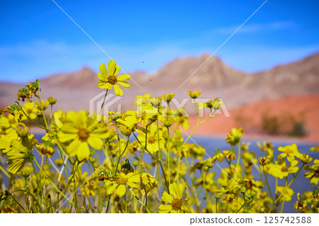 Vibrant Yellow Wildflowers in Desert with Mountain Backdrop Eye-Level View Vibrant Yellow Wildflowers in Desert with Mountain Backdrop Eye-Level View 125742588