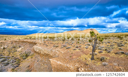 Aerial of Joshua Tree and Rugged Desert Landscape in Stormy Nevada 125742604