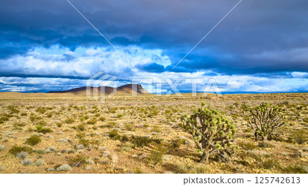 Aerial of Joshua Trees in Red Rock Canyon Desert with Stormy Sky 125742613