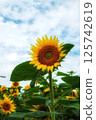 sunflower	 125742619
