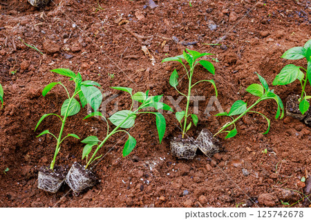 Freshly planted pepper seedlings thrive in nutrient rich soil under sunlight in community garden. Freshly planted pepper seedlings thrive in nutrient rich soil under sunlight in community garden. 125742678