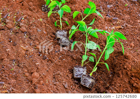 Vegetable pepper seedlings are carefully placed in freshly turned soil during spring season at home backyard garden Vegetable pepper seedlings are carefully placed in freshly turned soil during spring season at home backyard garden 125742680
