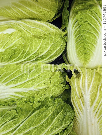 Fresh Green Napa Cabbage with Dew Close-Up Perspective 125742695