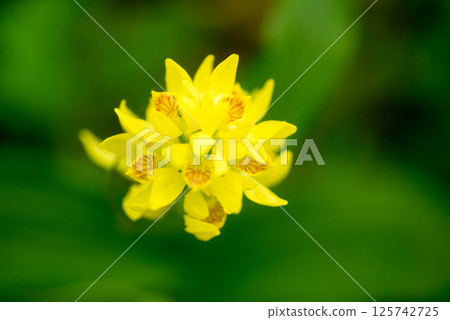 Kinran Kinran 125742725