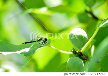 Dragonflies I saw in my neighborhood 125742763