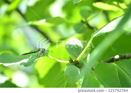 Dragonflies I saw in my neighborhood Dragonflies I saw in my neighborhood 125742764