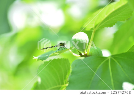 Dragonflies I saw in my neighborhood 125742768