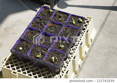 Okra's germination Okra's germination 125742839