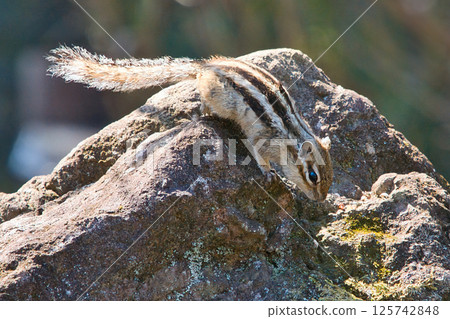 Chipmunk on the run 125742848