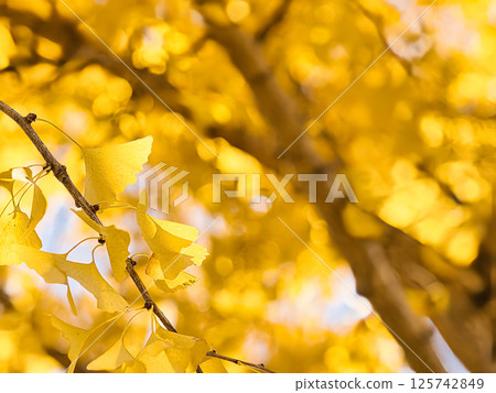 Leaves of ginkgo biloba colored yellow Leaves of ginkgo biloba colored yellow 125742849