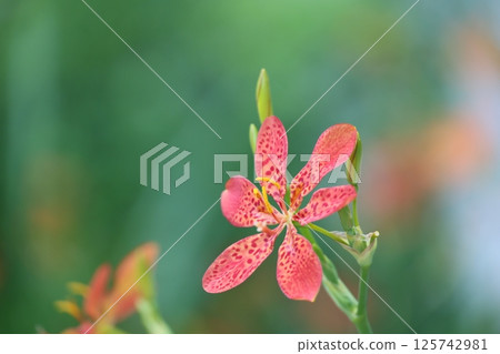 等到薩沙 等到薩沙 125742981